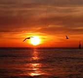 1_sunset-birds