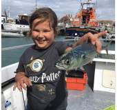 mackerel