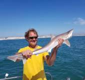 smooth-hound